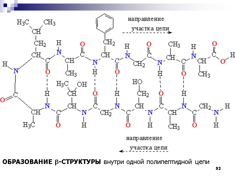52 ОБРАЗОВАНИЕ b-СТРУКТУРЫ внутри одной полипептидной цепи